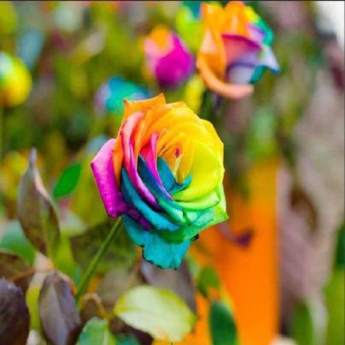 پیمان رضایی بی احساس